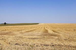 champ agricole avec céréales photo
