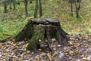 saison de l'automne. forêt photo