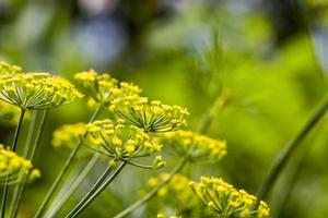 fenouil en fleurs, gros plan photo