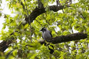 corbeau noir, gros plan photo