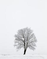 hiver, un arbre photo