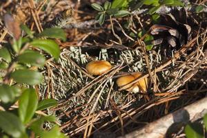 champignon orange, gros plan photo