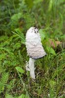 champignon blanc vénéneux photo