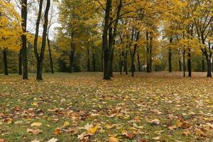 arbres dans un parc de la ville à la fin de l'automne photo