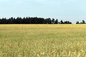 champ de blé et ciel photo