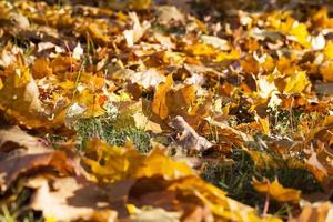 feuilles dans le parc d'automne photo