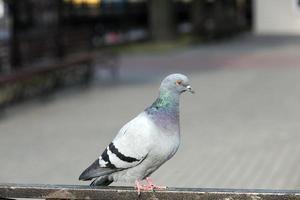 pigeon assis sur la clôture photo