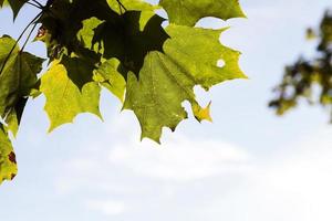 feuilles sur les arbres, automne photo