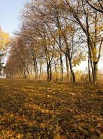 arbres d'automne. biélorussie photo