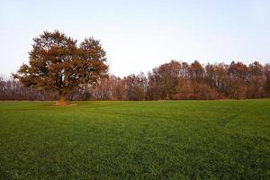 chêne d'automne . champ agricole photo