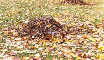 feuillage des arbres photo