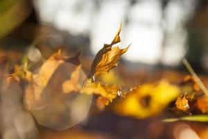 feuillage jaune, automne photo