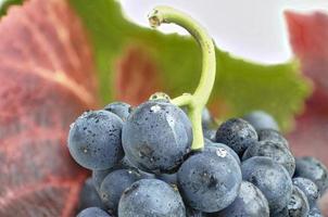 gros plan de raisins bleus photo
