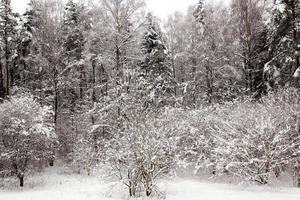 sapin en hiver photo