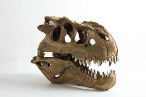 modèle de crâne de tyrannosaure photo