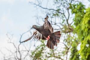 pigeon volant au-dessus du champ photo