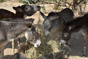 troupeau d'ânes mangeant un gros tas de foin photo