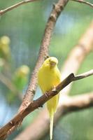 Perruche perruche jaune précieux à l'état sauvage photo