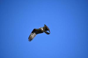 balbuzard pêcheur brillant volant et recherchant une proie photo