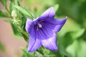 beau ballon fleur fleur sur une plante photo