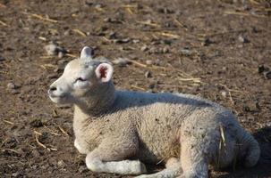 Bébé agneau endormi aux oreilles roses en Angleterre photo