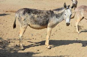 sanctuaire d'ânes sauvages débraillés dans le désert d'aruba photo