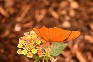 gracieux julia papillon assis sur une fleur photo