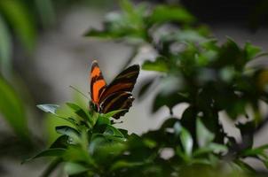 papillon tigre orange et chêne noir à couper le souffle photo