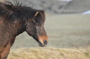 doux profil d'un cheval islandais bai foncé photo