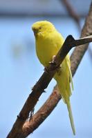 adorable perruche jaune se reposant dans un arbre photo