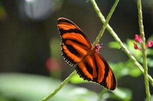 magnifique papillon tigre orange et chêne noir photo