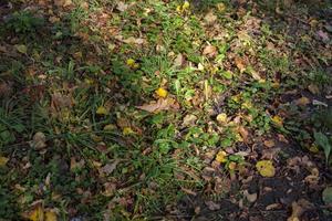 feuilles d'automne se bouchent photo