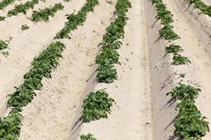 agriculture, champ de pommes de terre photo