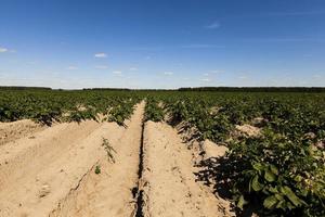 agriculture, champ de pommes de terre photo