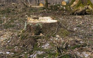 vieux arbres se bouchent photo