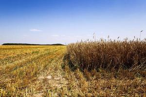 céréales pendant la récolte photo