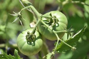 paire de grosses tomates vertes sur une vigne photo