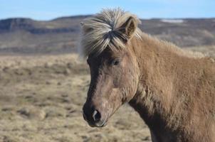 cheval islandais parfait dans un champ photo