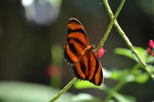 superbe papillon tigre de chêne reposant sur des fleurs photo