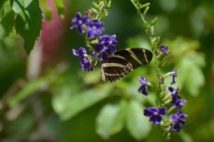 Superbe gros plan d'un papillon zèbre au printemps photo