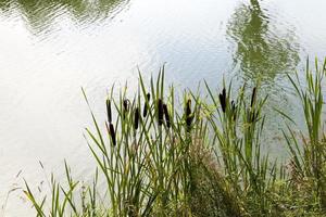 marais vert, gros plan photo