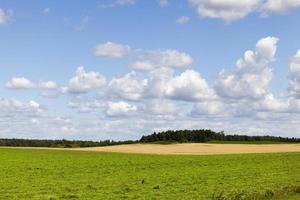 paysage d'herbe, agriculture photo