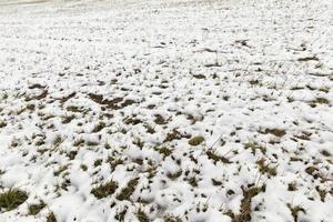 neige dégelée et herbe sèche photo