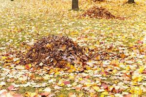 feuillage des arbres photo