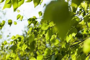 arbre à feuilles caduques, printemps photo