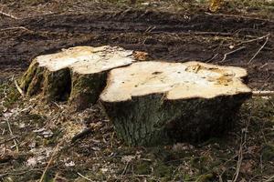 vieux arbres se bouchent photo