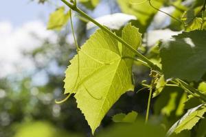 feuille de vigne au printemps photo