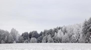 givre dans les arbres photo