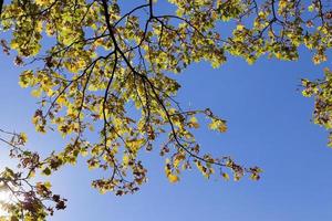 parc en automne photo