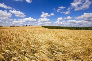 champ de blé gros plan photo